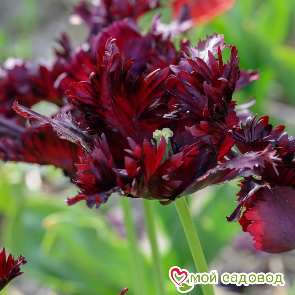 Тюльпан попугайный Блэк Пэррот