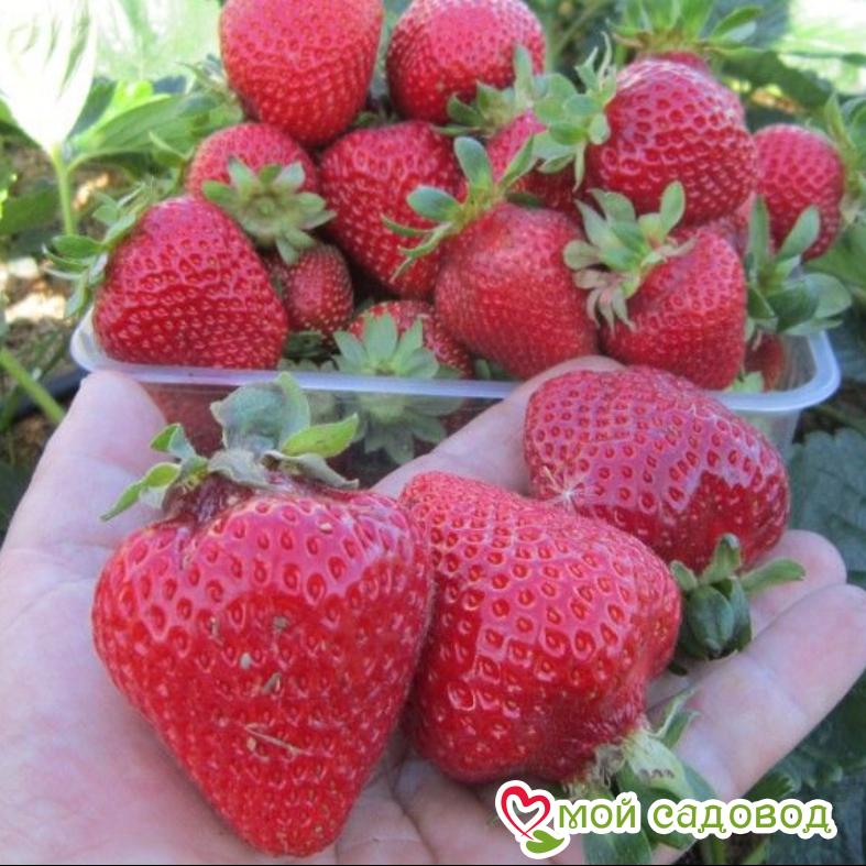 Клубника Чешская красавица