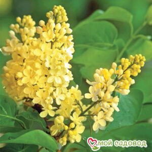 Сирень Примроуз (Primrose)