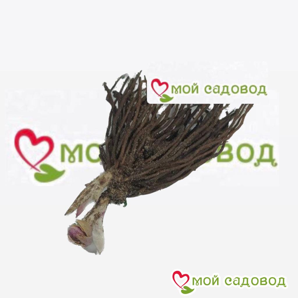 Морозник восточный Дабл Эллен Уайт