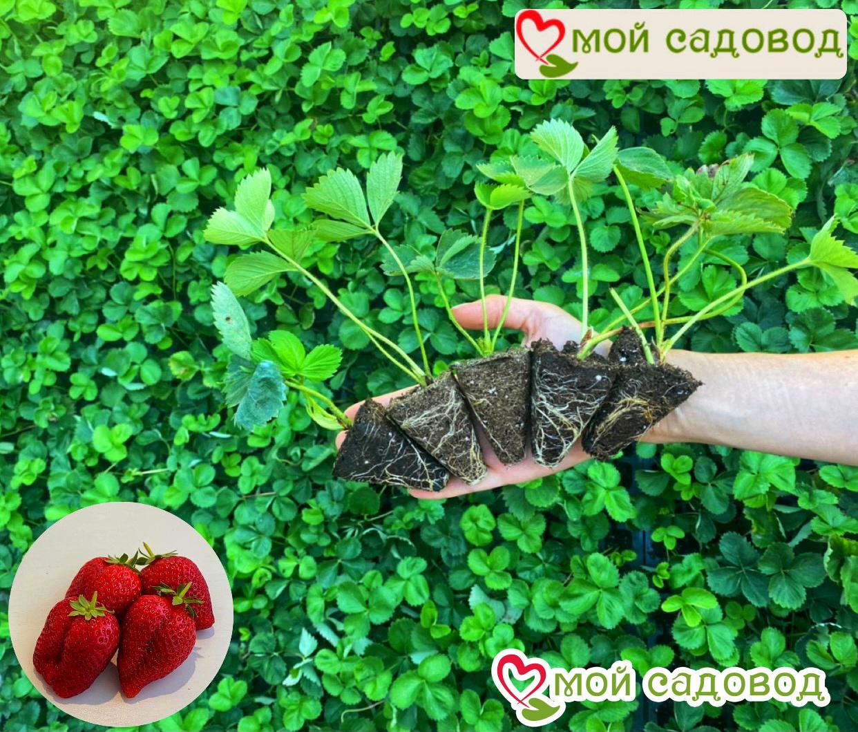 Клубничный Каскад (ремонтантный сорт)